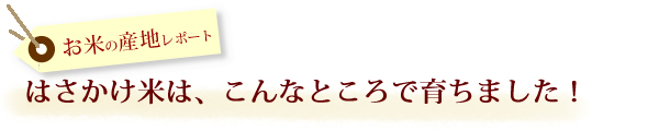 お米の産地レポート