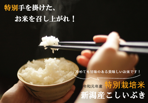 特別栽培米 こしいぶき 販売
