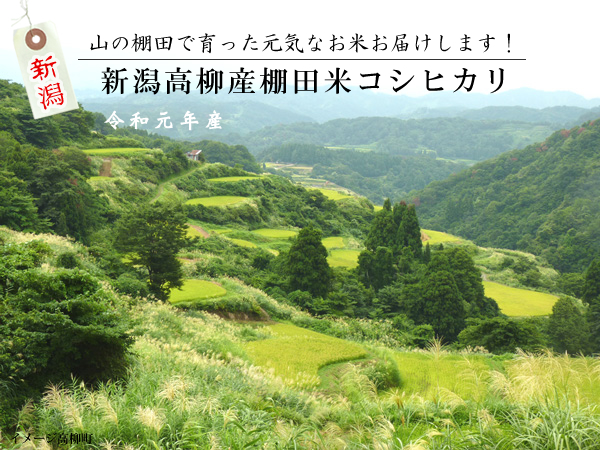 新潟県産コシヒカリ